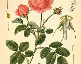 Pink Rose Botanical Print: Antique Victorian Flower Wall Art