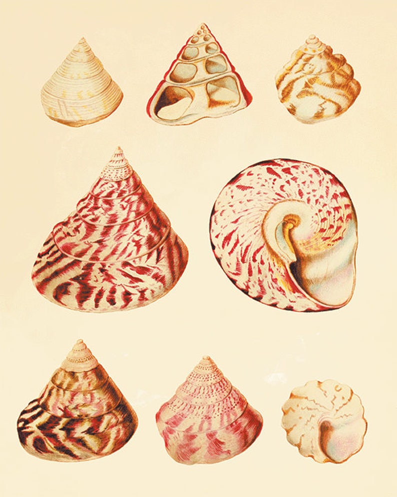 Antique Sea Shell Art Print Vintage Nautical Art Print Sea Art Etsy