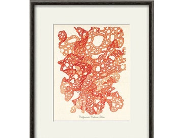 Seaweed art prints Vintage old prints sea art print Nautical art print Ocean art print Natural History sea life art antique wall art  beach