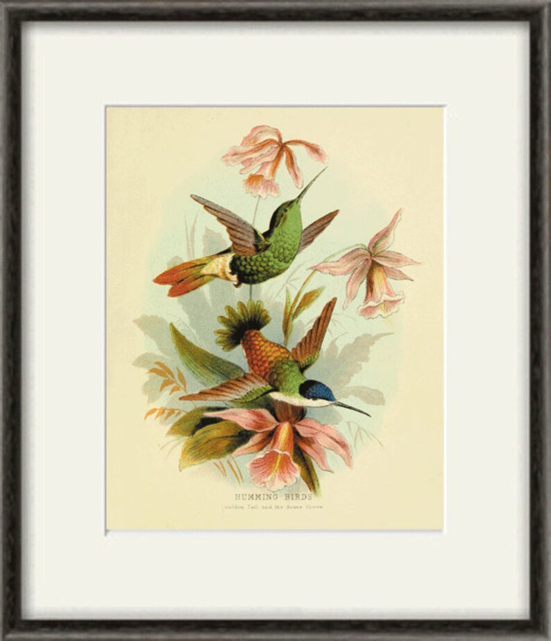 Hummingbirds wall decor Bird art print Antique wall art nature Etsy