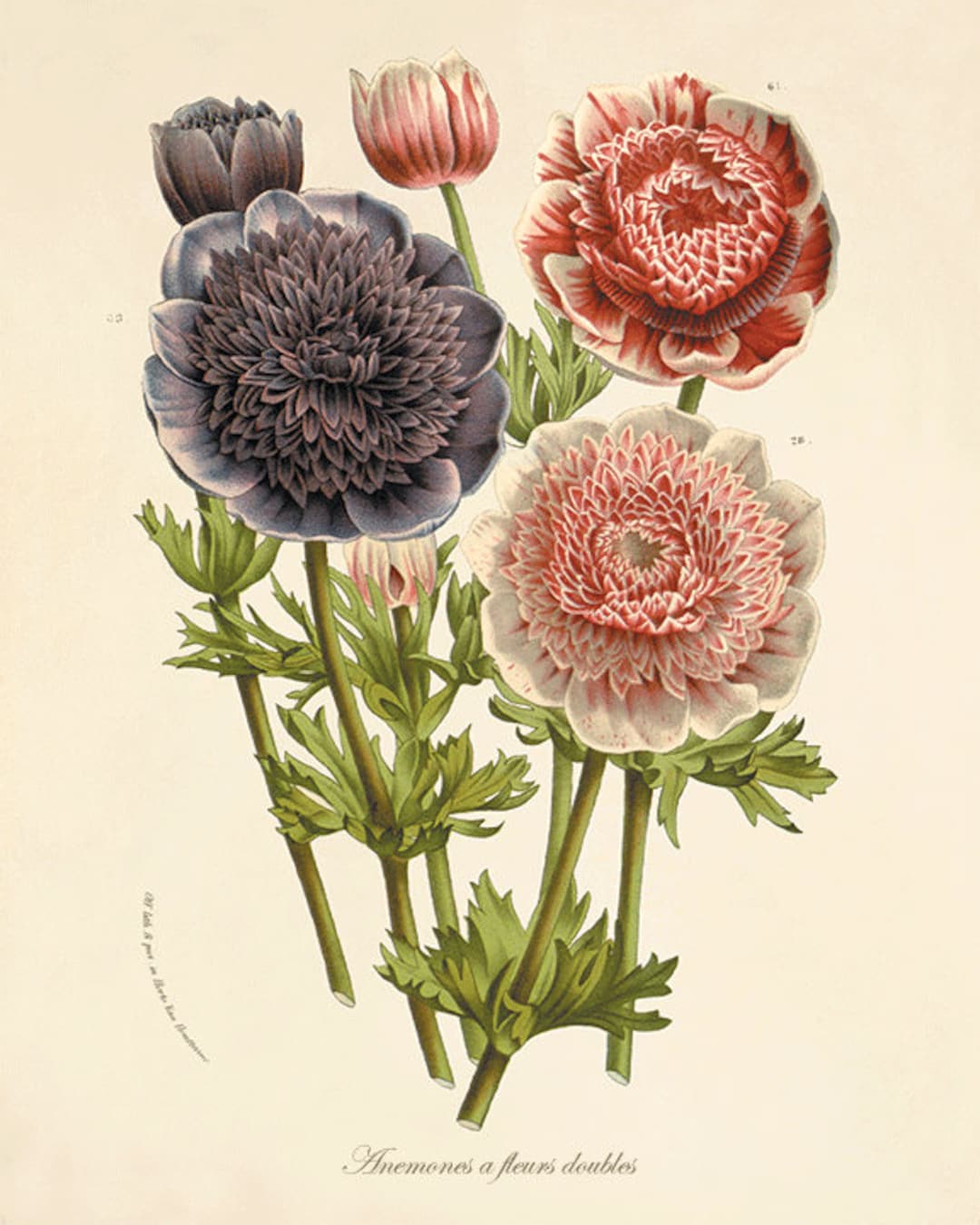 絵画 anemone il_1080xN.1427796267_ddi8.jpg