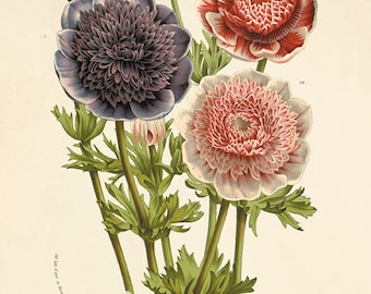 絵画 anemone P J Redoute Flowers ANEMONE SIMPLEX Botanical Art Original