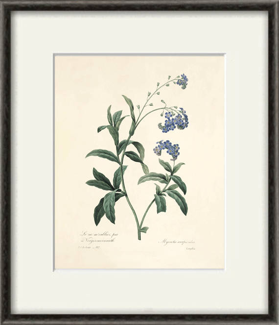 Blue Flower Print Poster Antique Prints Botanical Art Prints