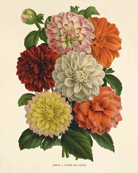 Dahlia art antique prints flower art print botanical prints Etsy