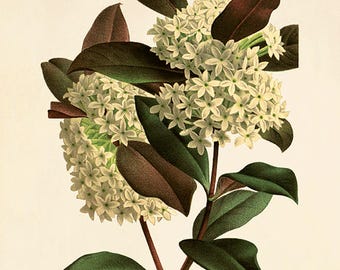 Vintage Lilac Botanical Art Print: Antique French Illustration