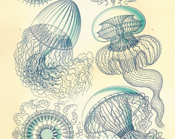 Antique Jellyfish art Sea beach art Ocean art nautical print nature wall art beach home decor art antique wall art vintage Victorian print