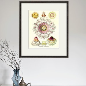 Jellyfish art print nautical print sea art print sea life art Ocean print Ocean Decor home decor art antique wall art beach Victorian print