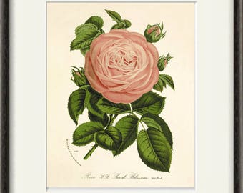 Rose Kunst Vintage Blumen Kunstdruck Antike Wanddekor Blumendekor botanische Drucke Gartendruck viktorianische Kunst französisches Dekor Cottage Wandkunst