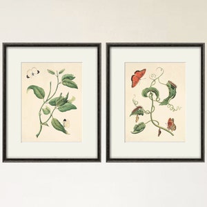Conjunto de láminas artísticas de mariposas antiguas, láminas de naturaleza, arte de historia natural, láminas antiguas, láminas antiguas, arte victoriano, decoración de mariposas, decoración del hogar, arte de pared