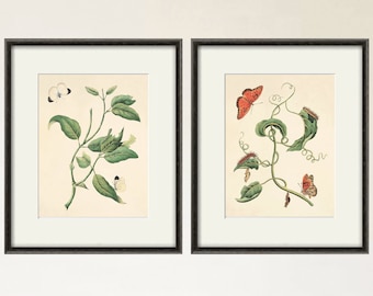 Antique Butterfly art Print set Nature print Natural History art old prints antique prints Victorian art butterfly decor home decor wall art