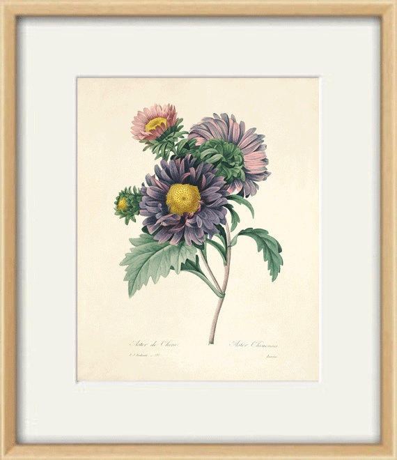 Antique Aster Botanical Print: French Victorian Flower Wall Art