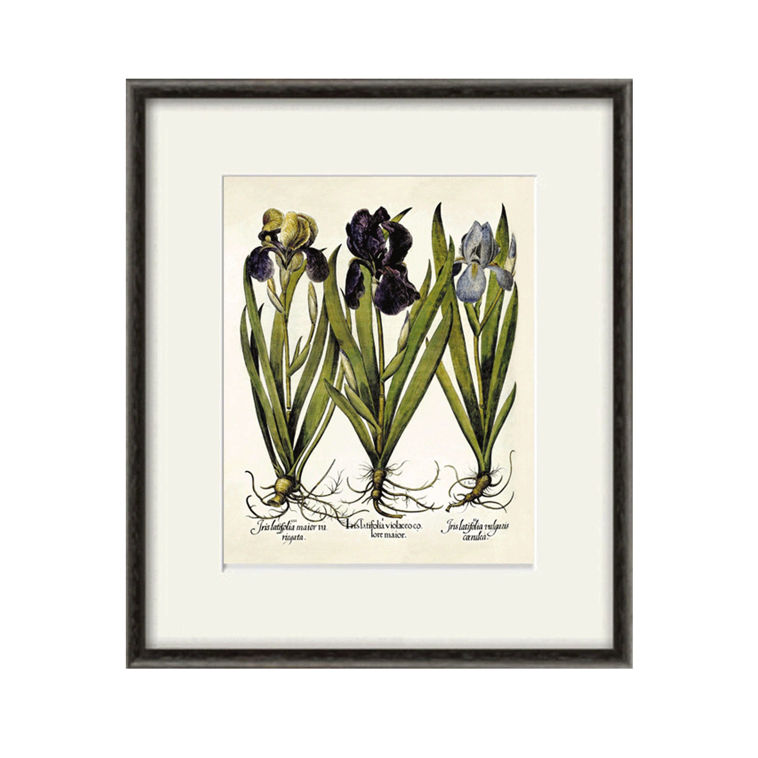 Iris art print Antique wall art flower art print botanical art Etsy