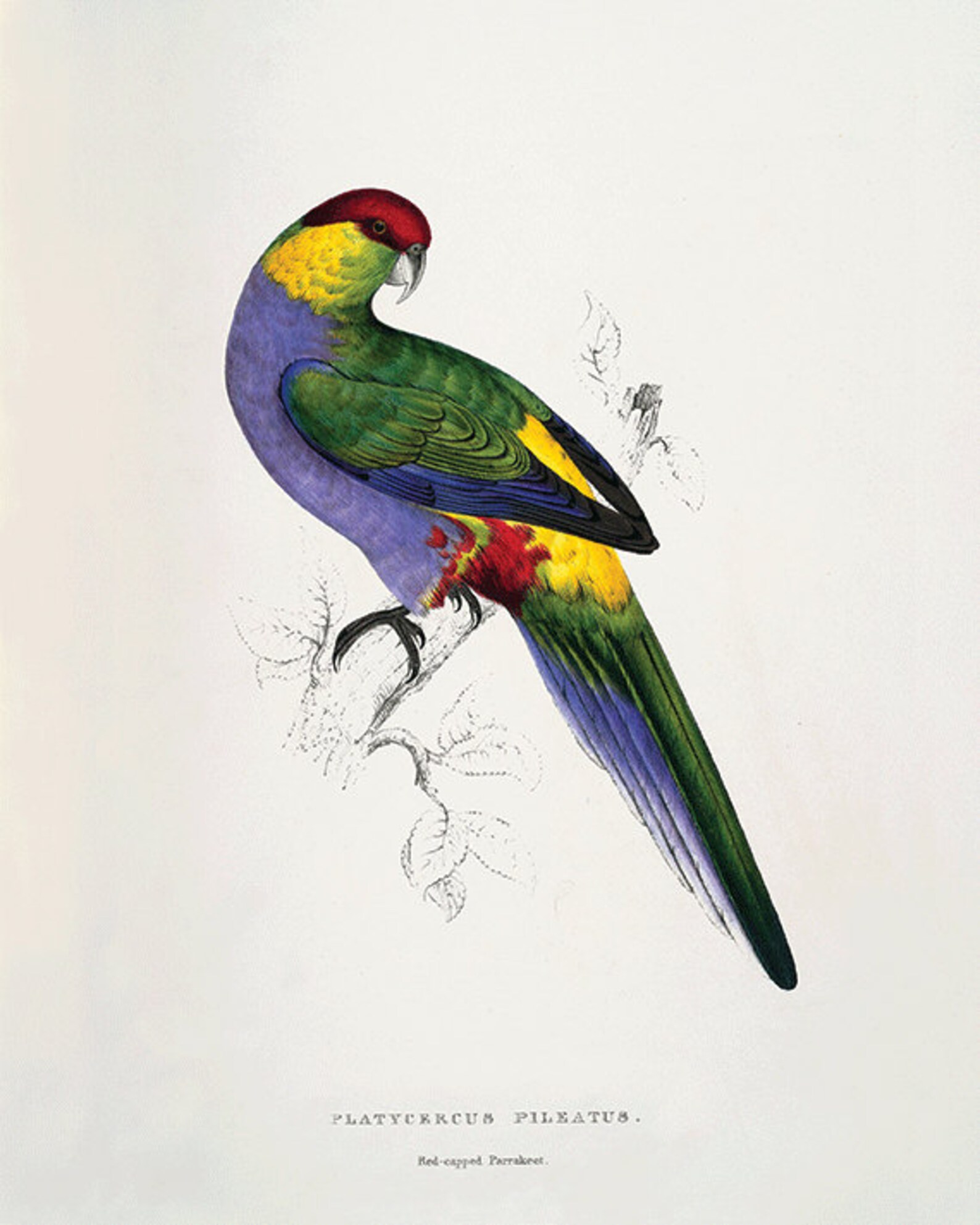 Image showcasing Parrot Art Print Antique Bird Print Nature Wall Art Victorian Print ...