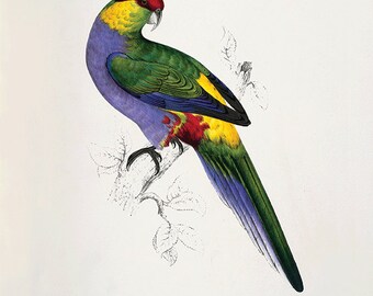Antique Parrot Art Print: Victorian Bird Illustration