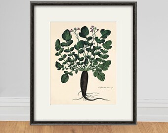 Radish Botanical Print, Antique Kitchen Garden Art