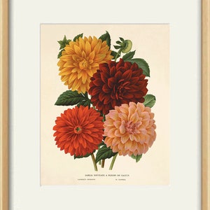 Dahlia Vintage flower art print garden wall art botanical prints Antique prints home decor wall art French prints old prints Flower decor image 3