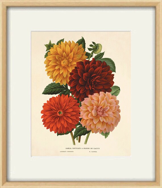 Vintage Dahlia Art Print: Antique Botanical Illustration - Etsy Israel