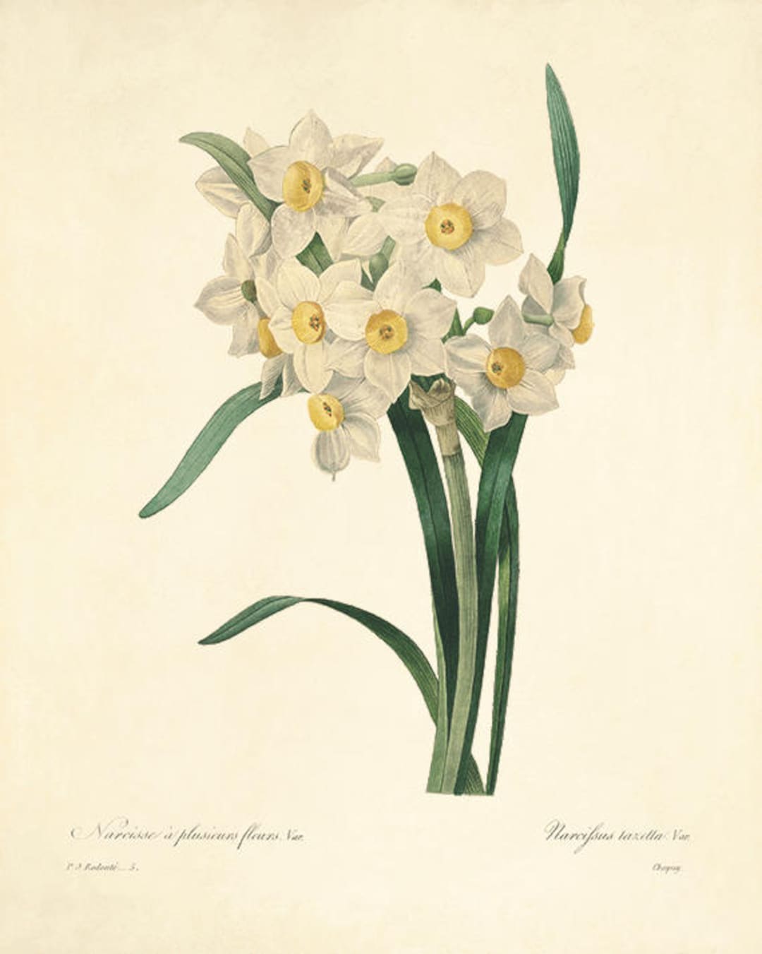 Narcissus Print: Vintage French Botanical Art, Redoute Wall Art - Etsy