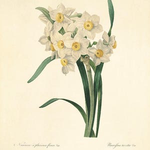 Narcissus art print Vintage botanical prints garden wall art home decor wall art French prints antique print Victorian art flower wall art