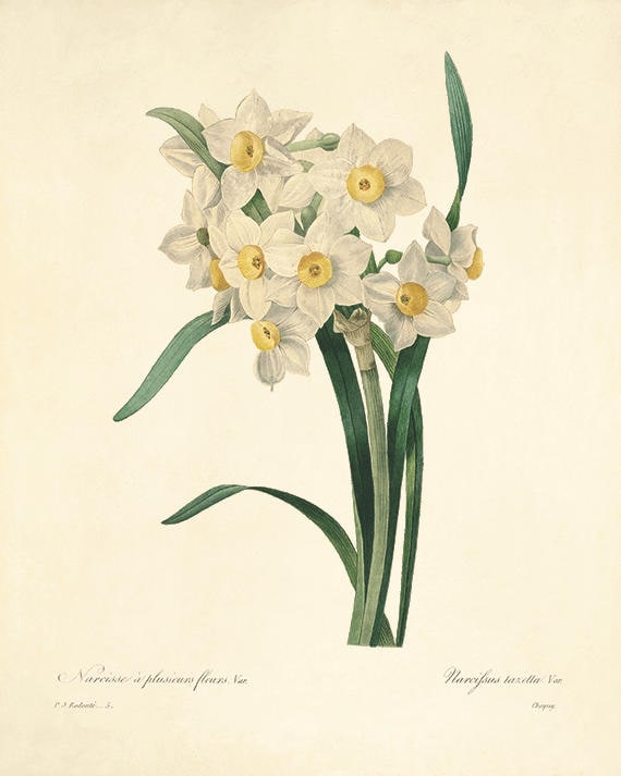 Narcissus Print: Vintage French Botanical Art, Redoute Wall Art - Etsy