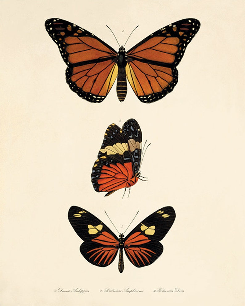 Antique Butterfly Art Butterfly Print Set Natural History Art Etsy antique-butterfly-art-butterfly-print-set-natural-history-art-etsy