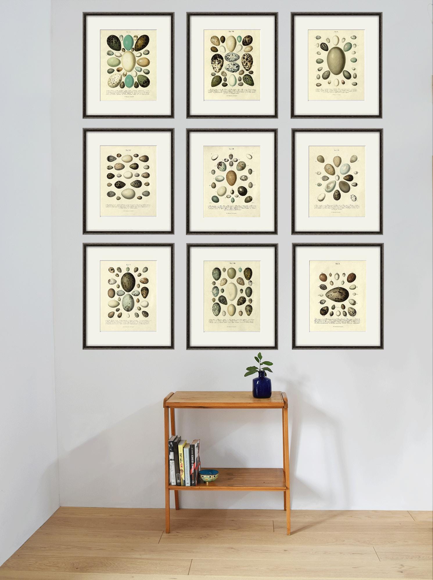 Vintage Bird Eggs Print Nature Art Print Home Decor Wall Art