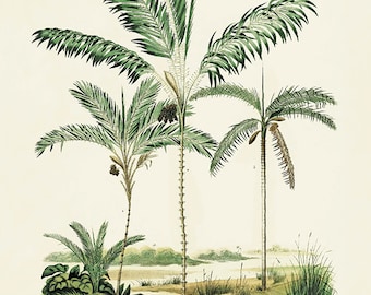 Antieke palmboomkunstdruk: Victoriaans botanisch muurdecor