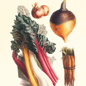 Antique Vegetable Botanical Print: 1800s Lithograph, Kitchen Wall Art
