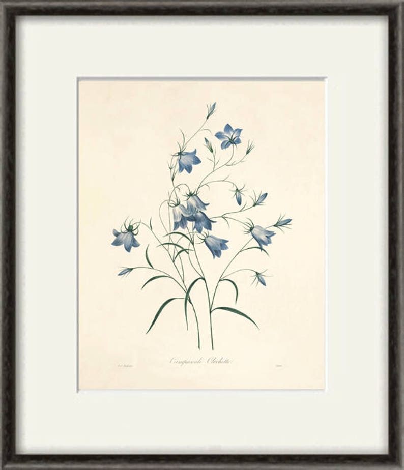 Antique Flower Print Cottage Wall Art Flowers Victorian Print Etsy