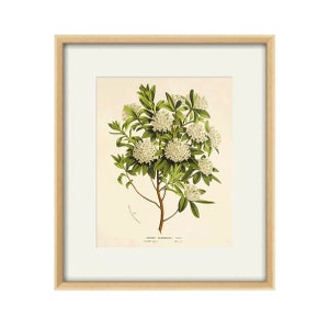 White Daphne vintage  print Cottage wall art Victorian print  French decor antique print Flower decor Botanical wall art Garden print