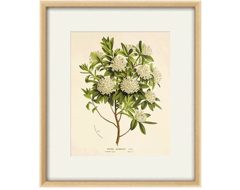 White Daphne vintage  print Cottage wall art Victorian print  French decor antique print Flower decor Botanical wall art Garden print