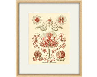 Jellyfish art print nautical print sea art print sea life art Ocean print Ocean Decor home decor art antique wall art beach Victorian print