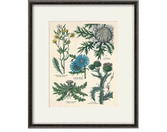 Antique thistle art print vintage antique botanical art print garden wall art home decor wall art antique wall art Victorian art plant art