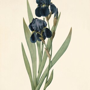 May include: A vintage botanical illustration of a dark blue iris flower with green leaves. The text "Iris Germanica" is written below the flower.