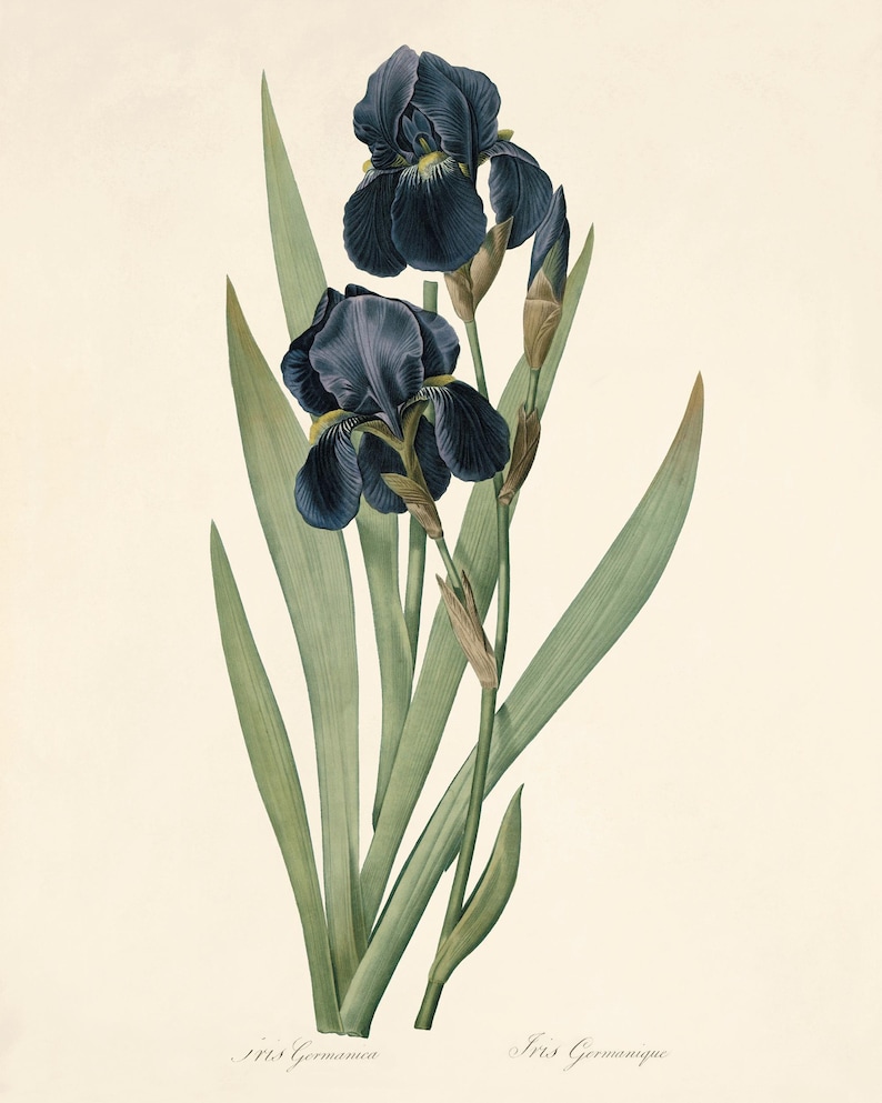 May include: A vintage botanical illustration of a dark blue iris flower with green leaves. The text "Iris Germanica" is written below the flower.