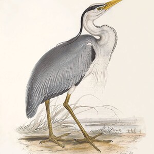 May include: A detailed illustration of a grey heron with a long yellow beak and black head feathers. The bird is standing on one leg with its other leg tucked up. The background is a light grey with a blurry image of a body of water and a shoreline.