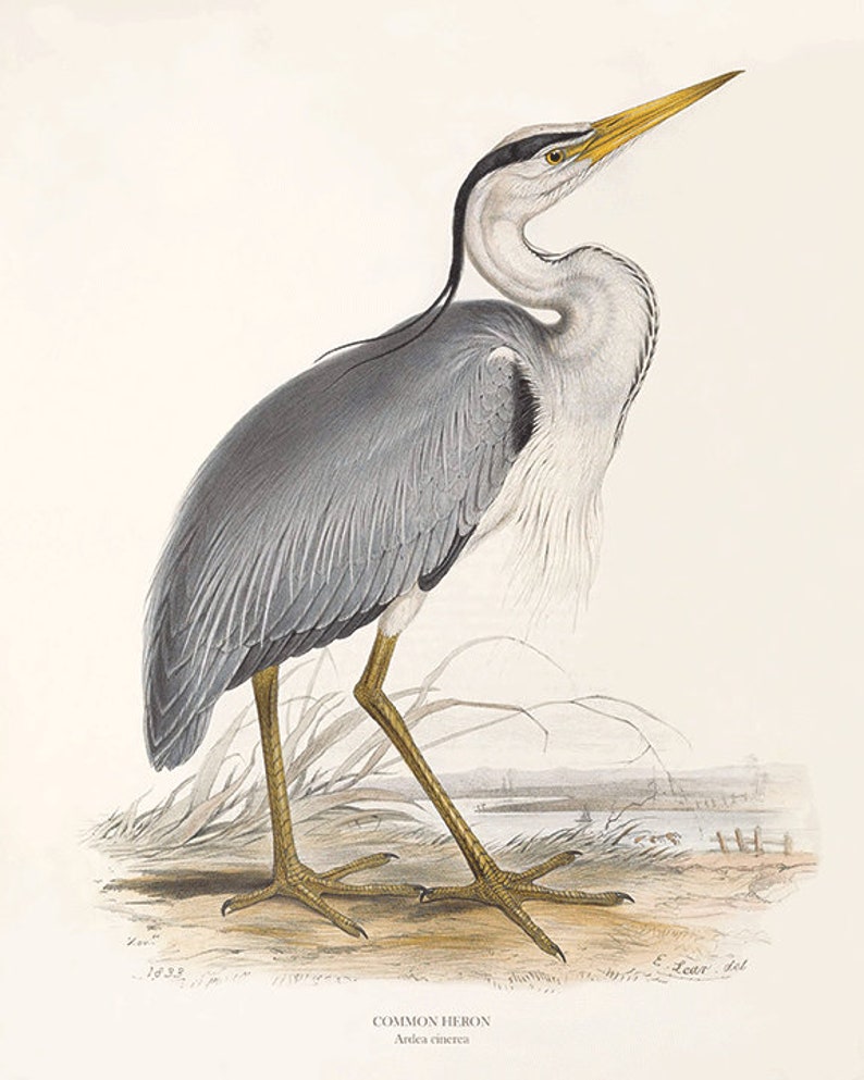 May include: A detailed illustration of a grey heron with a long yellow beak and black head feathers. The bird is standing on one leg with its other leg tucked up. The background is a light grey with a blurry image of a body of water and a shoreline.