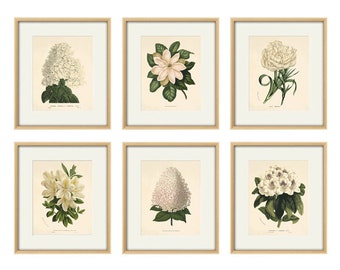 White flower art Botanical Print Set of 6 Antique flower art print antique wall art Flower decor Garden print Victorian art Cottage wall art