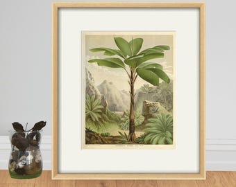Antique Palm Tree Botanical Print: Victorian Garden Wall Art