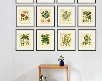 Antique Kitchen Herbs Botanical Art Prints: Set of 12