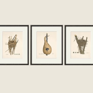Bird nest art print Vintage Bird art print birds egg art bird nest decor bird wall art Natural History Victorian art print antique prints