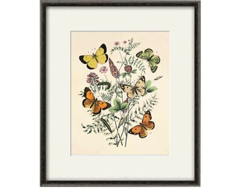 Vintage Schmetterling Druck Wand Kunst Naturgeschichte Naturgeschichte Naturgeschichte Naturgeschichte Naturgeschichte Naturgeschichte der Naturgeschichte Naturgeschichte Naturgeschichte Naturgeschichte