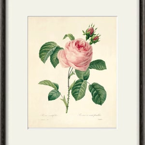 May include: A vintage botanical illustration of a pink rose with green leaves and buds. The text "Rosa centifolia" and "Rose a cent feuilles" is printed below the image.