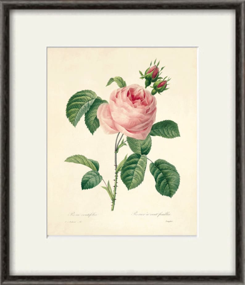 May include: A vintage botanical illustration of a pink rose with green leaves and buds. The text "Rosa centifolia" and "Rose a cent feuilles" is printed below the image.