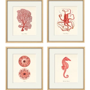 Red sea coral art nautical print set Sea art print vintage ocean life art ocean print Natural History nature art Home decor wall art beach