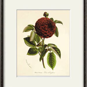 Red Rose print antique prints decor Flower decor botanical print Garden print Victorian art Flower art print French decor Cottage art print image 3