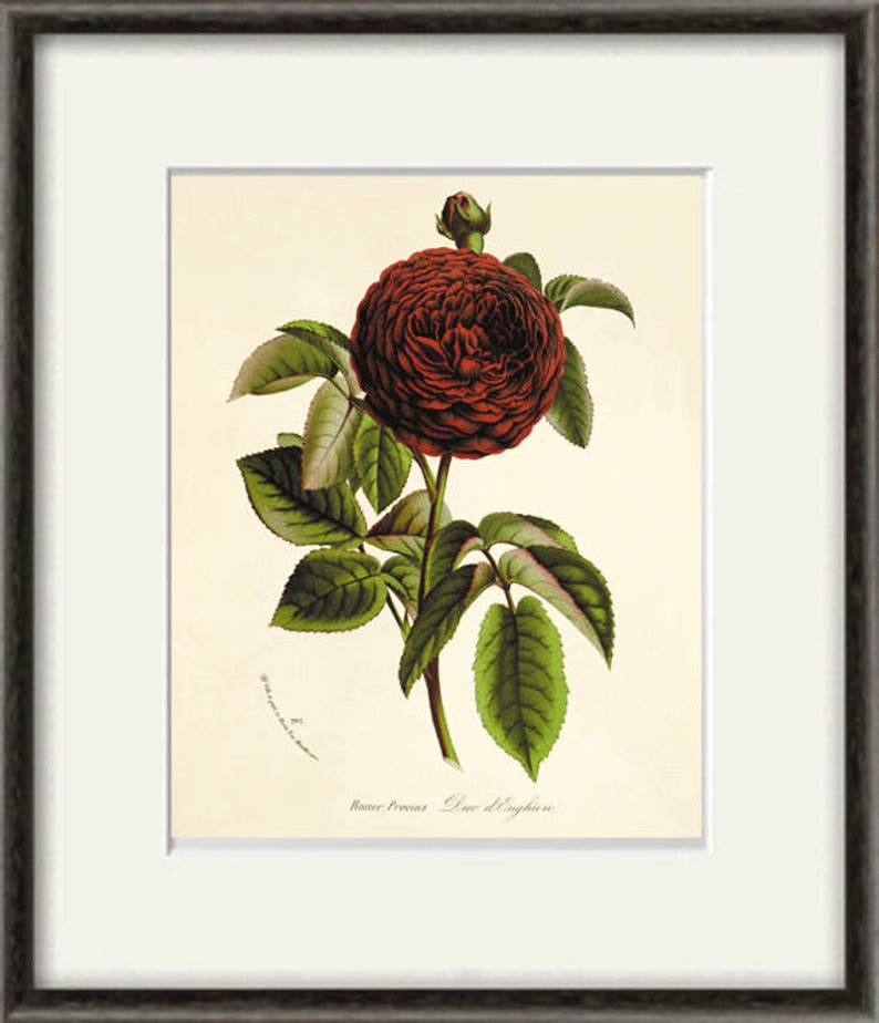 Red Rose print antique prints decor Flower decor botanical print Garden print Victorian art Flower art print French decor Cottage art print image 3