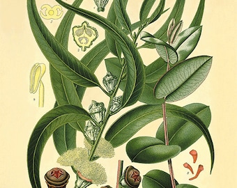 Eukalyptus Kunstdruck Küche Kunstdruck botanische Kunstdrucke Vintage Wohnkultur Wandkunst Antikdrucke Pflanzen Kunst Garten Wandkunst