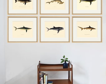 Antique Shark Art Print Set: Nautical Ocean Decor, Natural History Wall Art