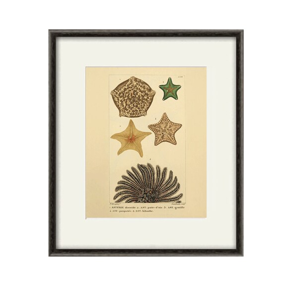 Starfish print vintage nautical art Ocean art Sea beach art | Etsy